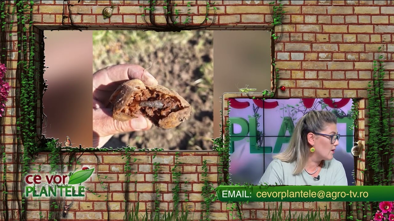 VIDEO Dr. Ing. Horia Ghibu - Cea mai simplă și eficientă capcană pentru viespi 1 VIDEO Dr. Ing. Horia Ghibu - Cea mai simplă și eficientă capcană pentru viespi YouTube player
