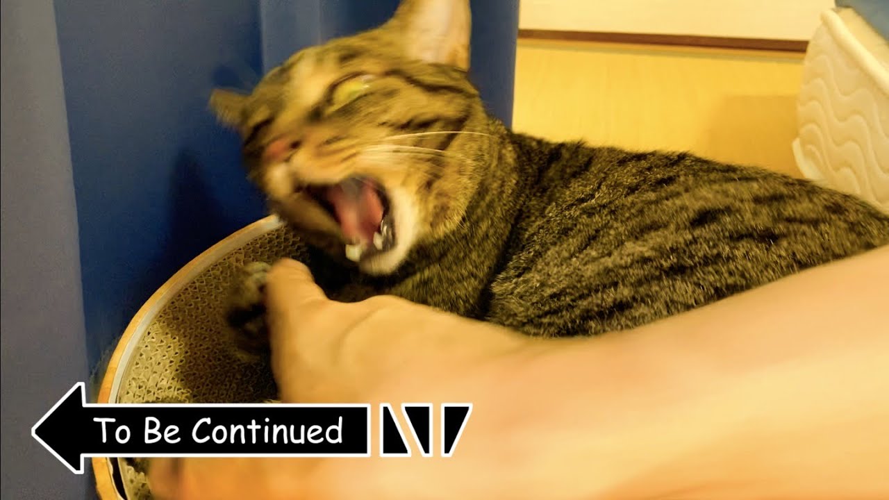 To Be Continued Cat Compilation ブチギレ狂暴猫ver. part6