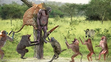 The Monkeys Made A Big Mistake That Angered The Leopard And A Terrible Massacre Happened
