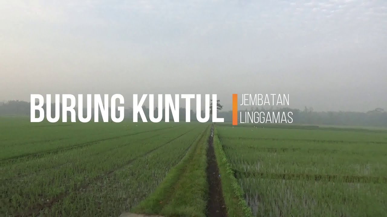 Burung Kuntul 