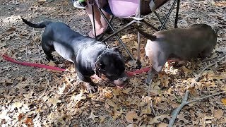 American Pocket Bullys At The Lowrider Show!!! by 2 Pitbulls 2,015 views 6 years ago 1 minute, 17 seconds