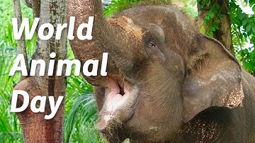 Happy World Animal Day 2023