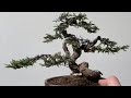 Create a new evergreen bonsai tree in three steps #bonsai #bonsaitree #caraperawatanbonsai