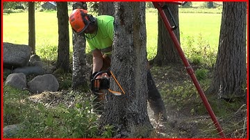 How To Remove a Tree Safely? - Cutting Down Tree With a Husqvarna Chainsaw