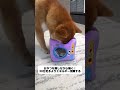 暑くて散歩に行けない、犬が家でストレスで破壊行為？この隠し食玩なら2時間夢中になる！ #犬のおもちゃ #知育玩具 #おやつ隠し #夏対策 #おうち時間