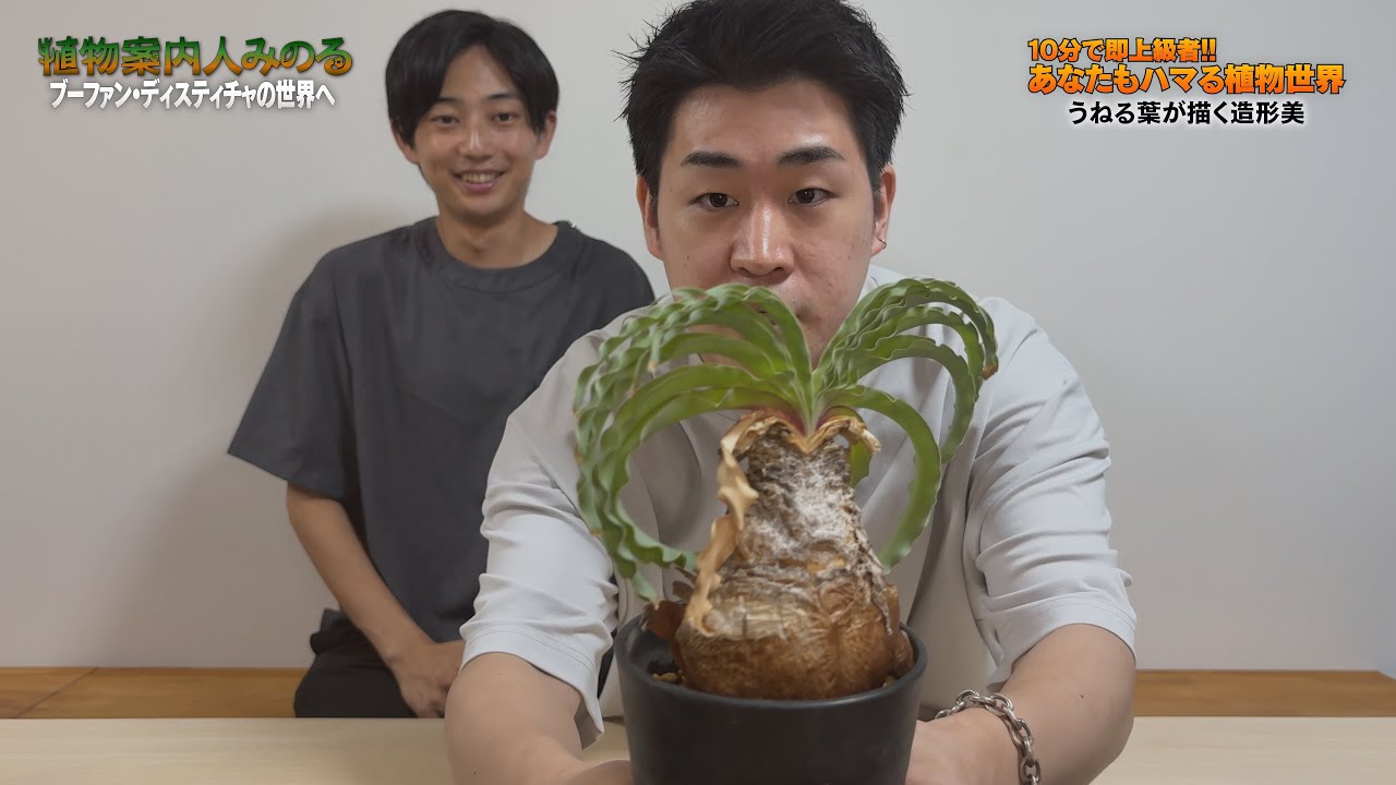【植物案内人みのる】ブーファン・ディスティチャの全て