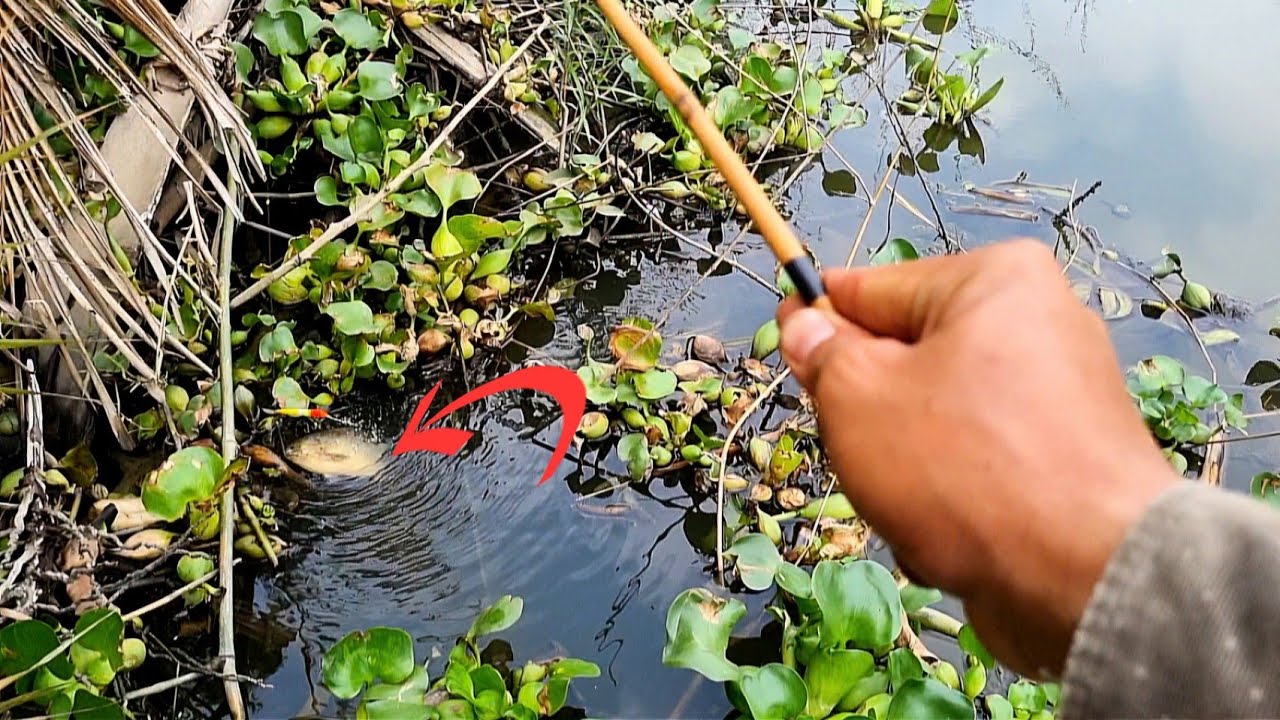 Tập 128 - Câu Cá Rô Đồng | Một Ngày Đi Câu Mà Giật Toàn Cá Cỡ Này Mới Đã ( Clip Tổng Hợp )