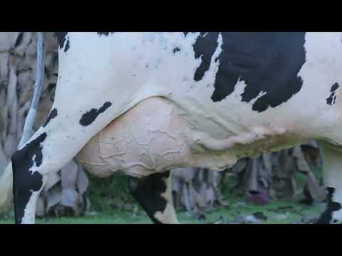 LOTE 16   RACHAPAU SOFIA 7096 BLASKA FIV 0320 CC