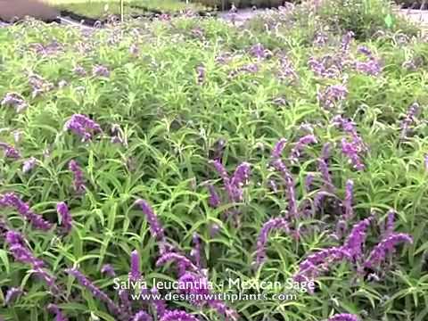 Salvia leucantha - Mexicaanse salie