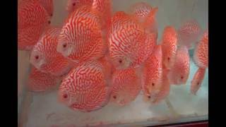 Trại Cá Dĩa Huynh Le - Discus Fish Farm in Vietnam 310803