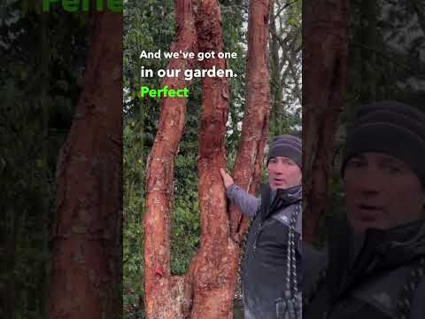 Video: Paperbark Клен деген эмне: Paperbark Клен дарактарын өстүрүү боюнча кеңештер