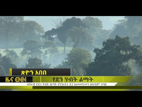 ቪዲዮ: የደን መጨፍጨፍ - የጫካ ችግሮች። የደን መጨፍጨፍ የአካባቢ ችግር ነው. ጫካው የፕላኔቷ ሳንባ ነው