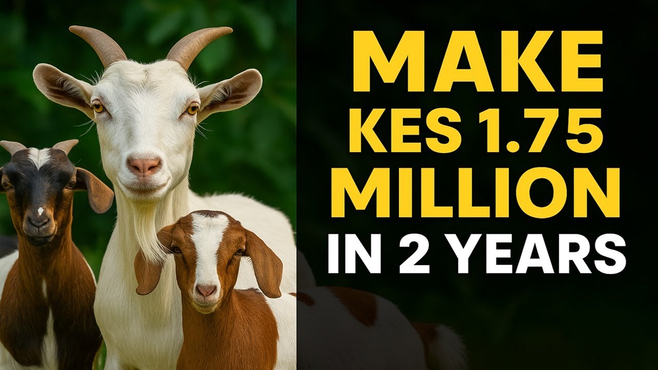 How 100 Goats Can Earn You KES 1.75M in Just 2 Years: A Step-by-Step Guide - Project Projection