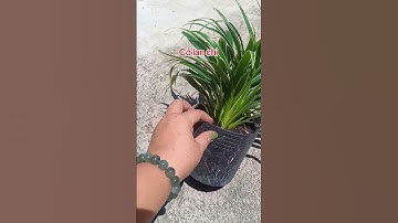 Cỏ lan chi ship cod toàn quốc 0907 977 839 #dongthapstore