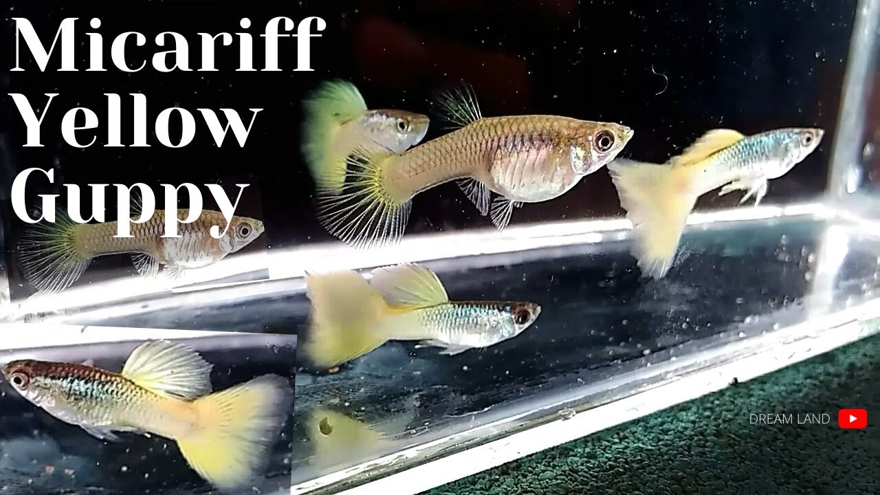 Micariff Yellow Guppy - YouTube