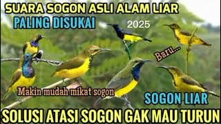 suara pikat sogon paling ampuh terbaru 2025 (dijamin sogon liar turun )