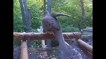 Mourning Dove: Stretch and Go!