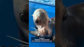 Sea Lions Are Just Water Puppies With Zero Land Skills. #funny #pets #animals