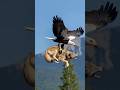 Strong Eagle Captures Wolf And Flies To Nest Wildlife 
