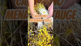 Cara Kuno Menanam Tauge