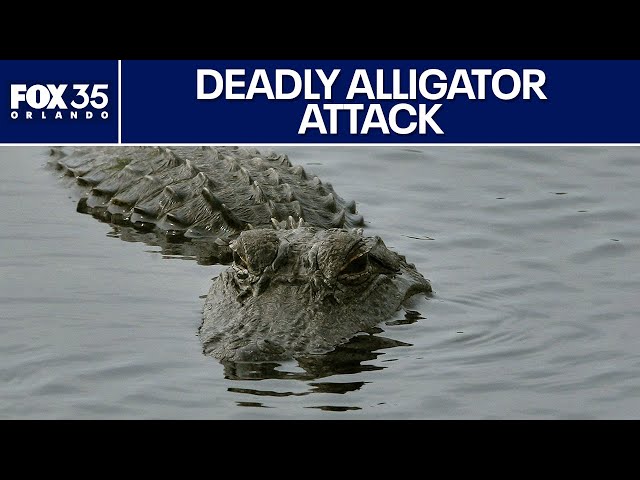 Alligator Attack Bites Alligator Bite Marks Found On Woman's Body