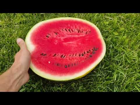 Покажу вам кавун Зоря F1 в розрізі! Це дуже солодка ягода 🍉👍