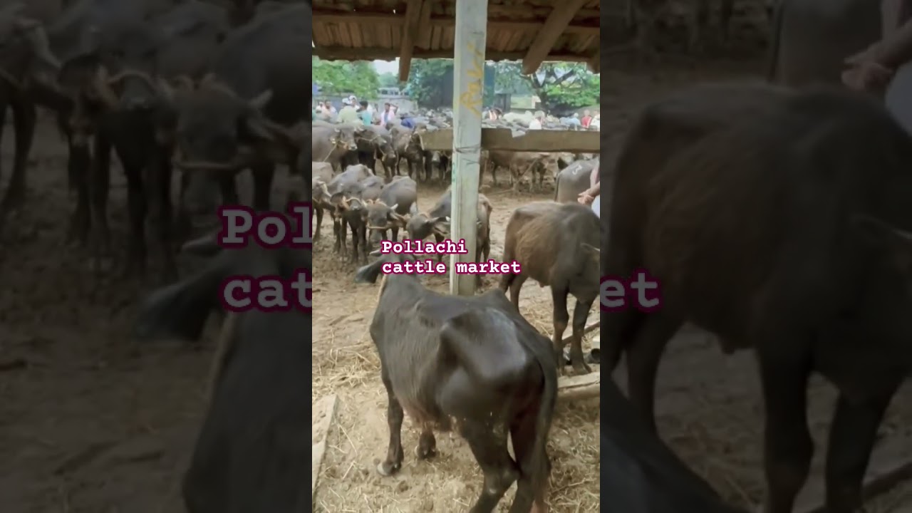 pollachi cattle market 