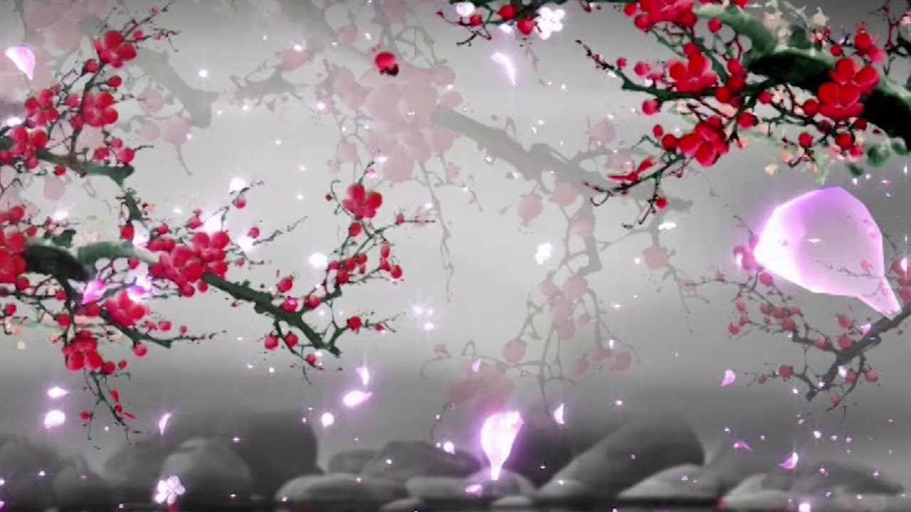 Red plum blossom petals falling to the background