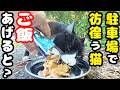駐車場で独り鳴きながら彷徨う猫にご飯をあげると・・・さくらねこへのエサやり【視聴だけでも猫たちを助けることになります】支援者様 視聴者様 猫たちに神のご加護を!野良猫の感動猫動画
