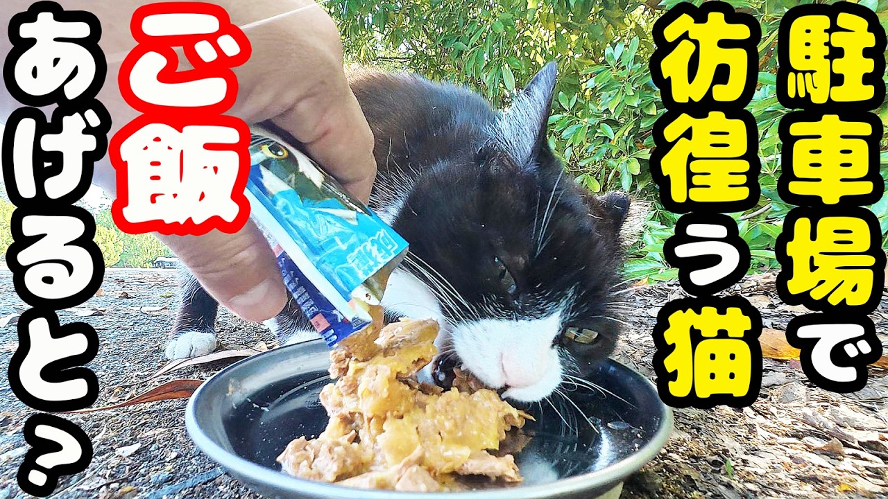 駐車場で独り鳴きながら彷徨う猫にご飯をあげると・・・さくらねこへのエサやり【視聴だけでも猫たちを助けることになります】支援者様 視聴者様 猫たちに神のご加護を!野良猫の感動猫動画