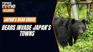 Japan’s Bear Crisis: 14,000 Bears Killed As Attacks Surge | Human-Wildlife Conflict | News9