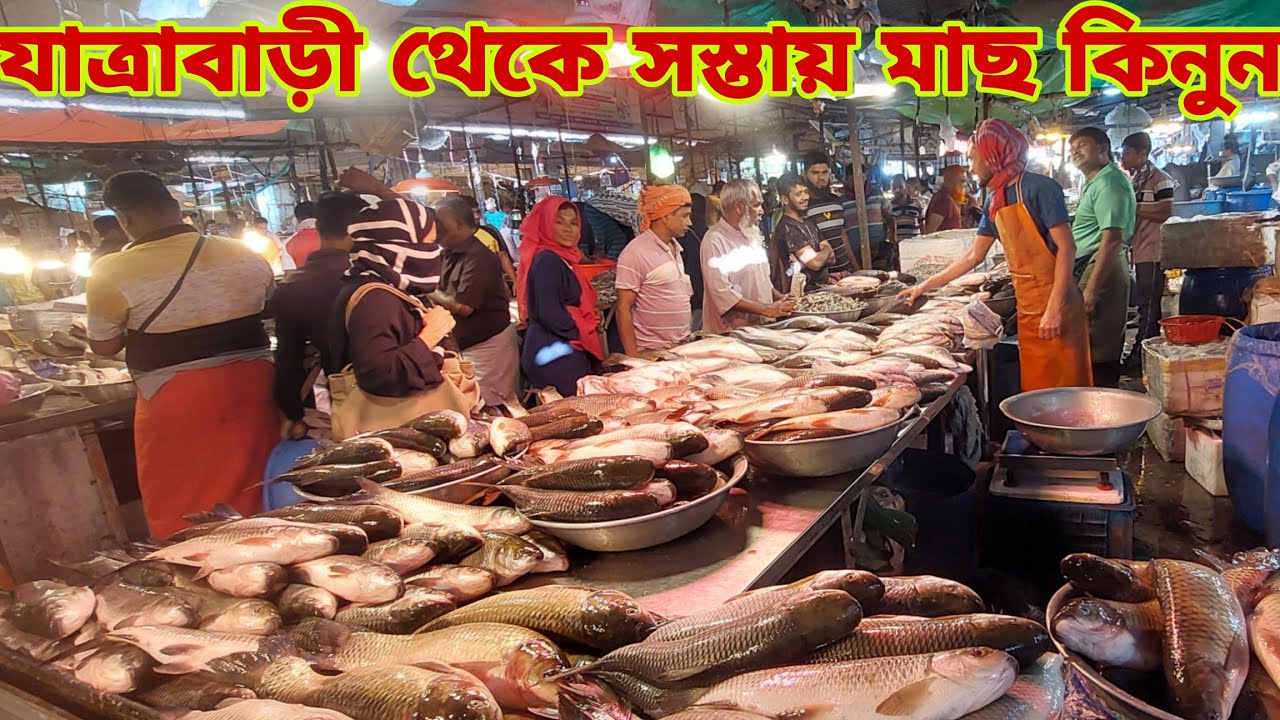 পাইকারি দামে কি মাছ লাগবে? Wholesale Fish Market In Jatrabari 25 November 2025 || My Life