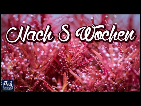 Video: Kann Rotala im Sand wachsen?