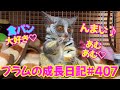 Bushbaby Plum's Growth Diary ショウガラゴ プラムの成長日記 #407