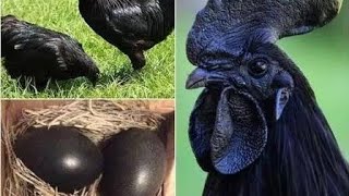 Do we have hens that lay black egg?