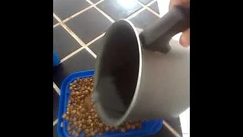 Pode umedecer a ração do cachorro?