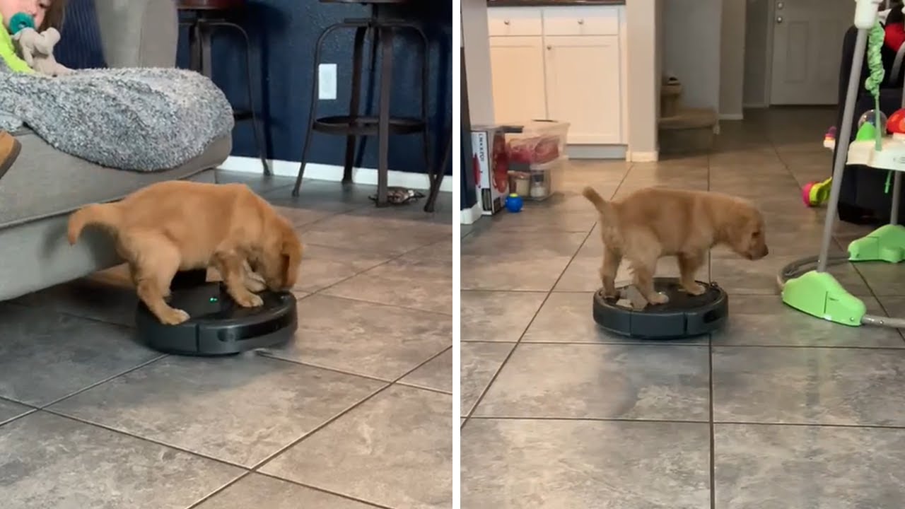 Puppy has fun riding robot vacuum Shorts YouTube