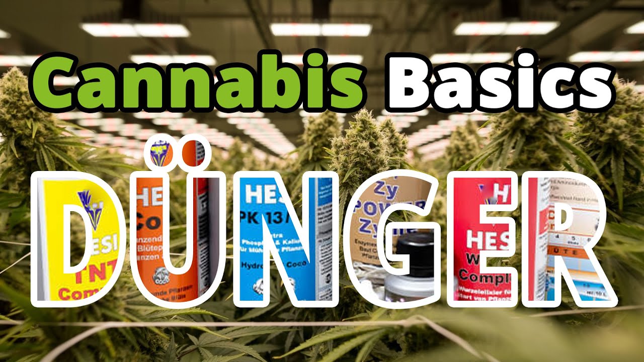 Cannabis Anbau Grundlagen Dünger Organischer und Synthetischer