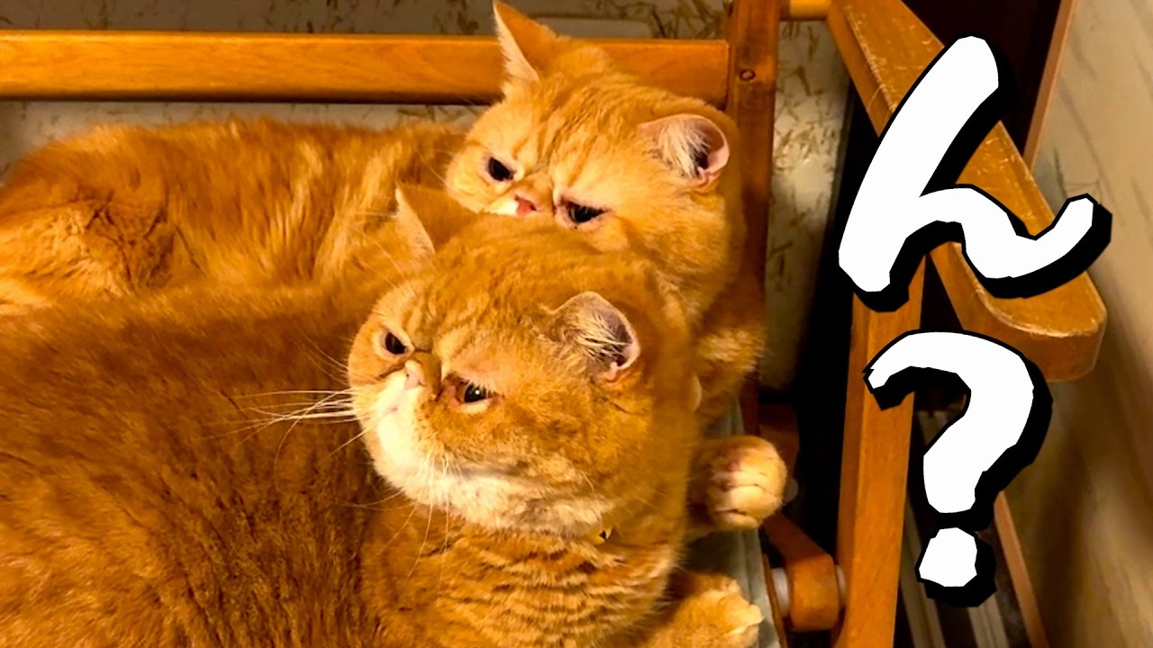 ねこ「何を見つけた？🐈」