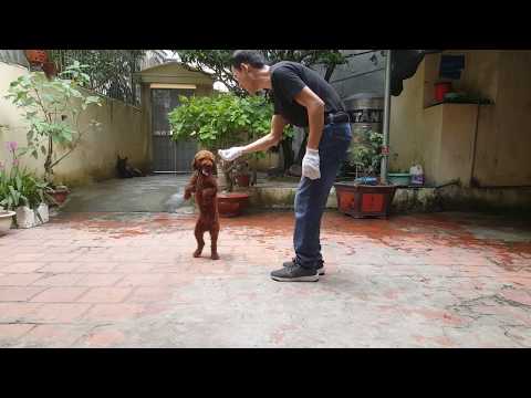 Video: Cách Dạy Chó Ra Lệnh Bằng Chân