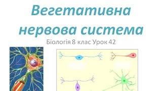 Вегетативна нервова система.Презентація Вегетативна нервова система.Презентація