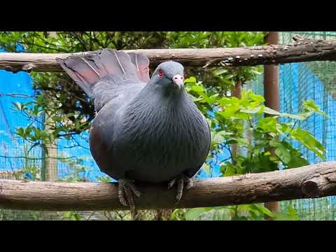 Giant pigeon