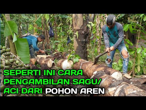 Video: Cara Pengambilan Aci