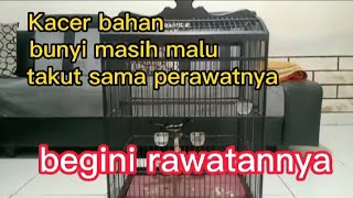 rawatan Kacer bahan, agar tidak takut sang perawat. #kacer #kacergacor @92zulkicau