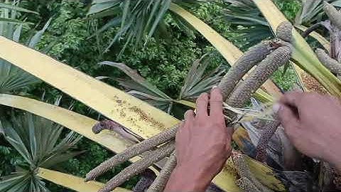 qua trình làm ra nước thốt nốt  3 ngày kẹp bóng 1ngày ngâm nước đã thành công