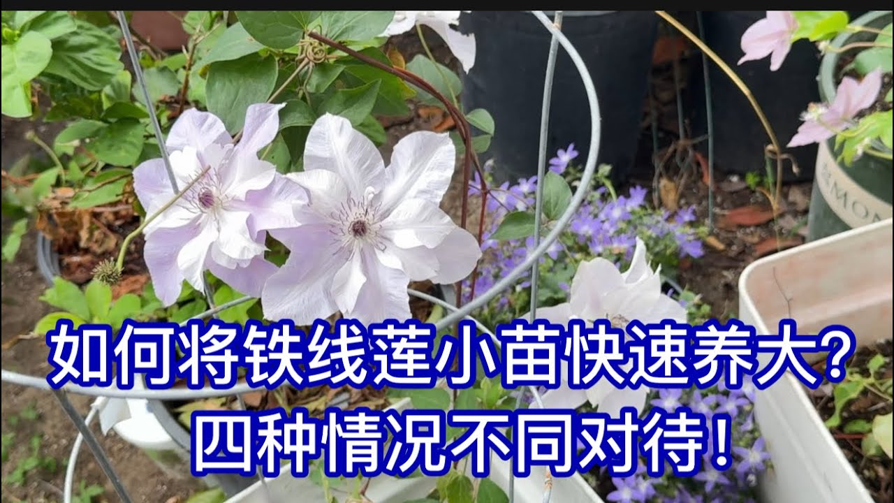 如何快速养大铁线莲小苗？四种情况不同对待；网购的苗收到后如何正确处理？