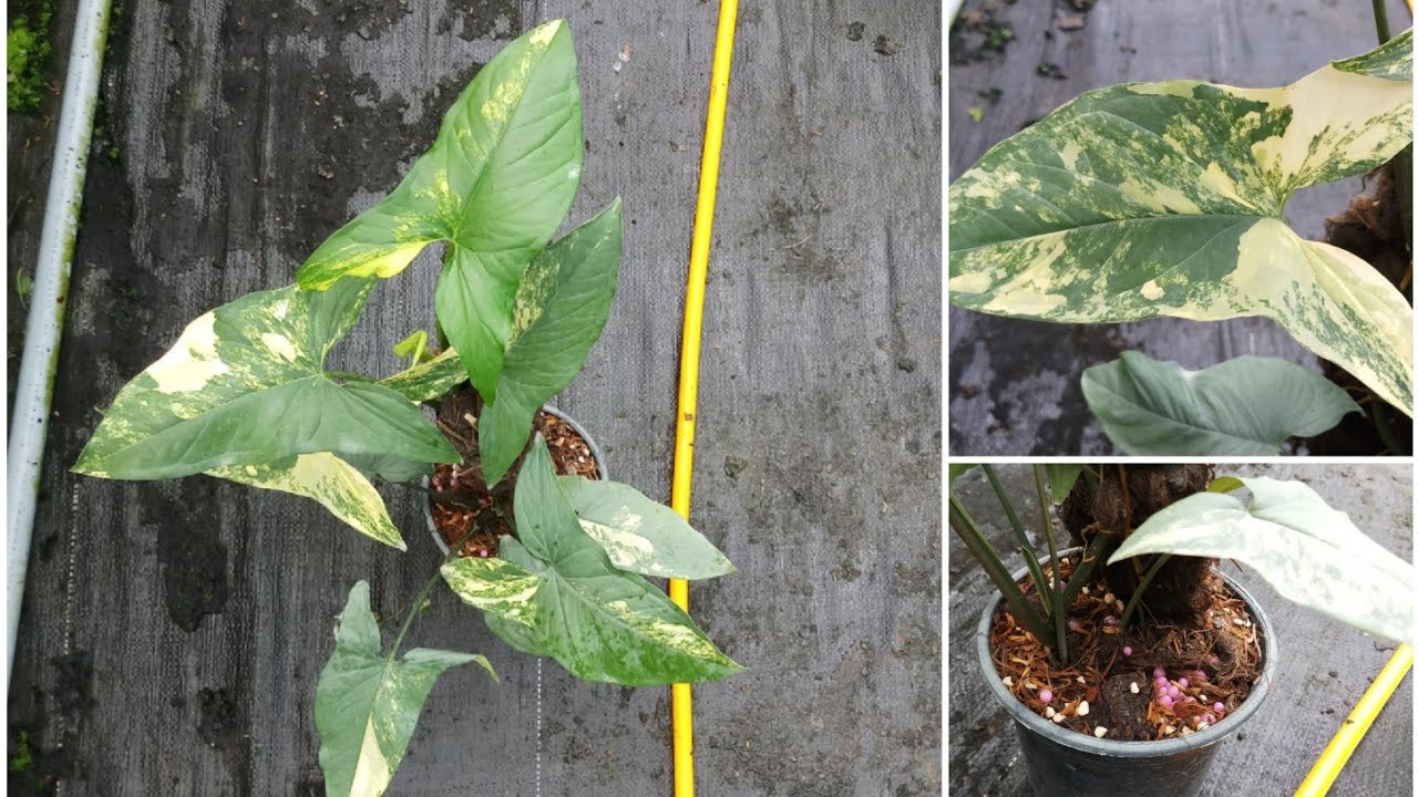 Syngonium podophyllum aurea variegata after 2 months of planting