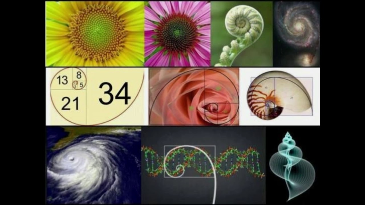 Sucesiones de fibonacci en la naturaleza