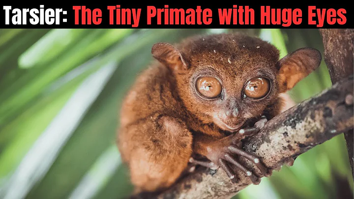 Tarsier - The Tiny Primate with Huge Eyes