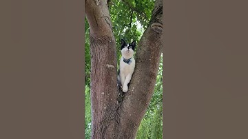 Pro at climbing trees but getting down is another issue😂 #catshorts#catclimbing#cat